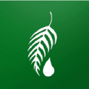 Melaleuca