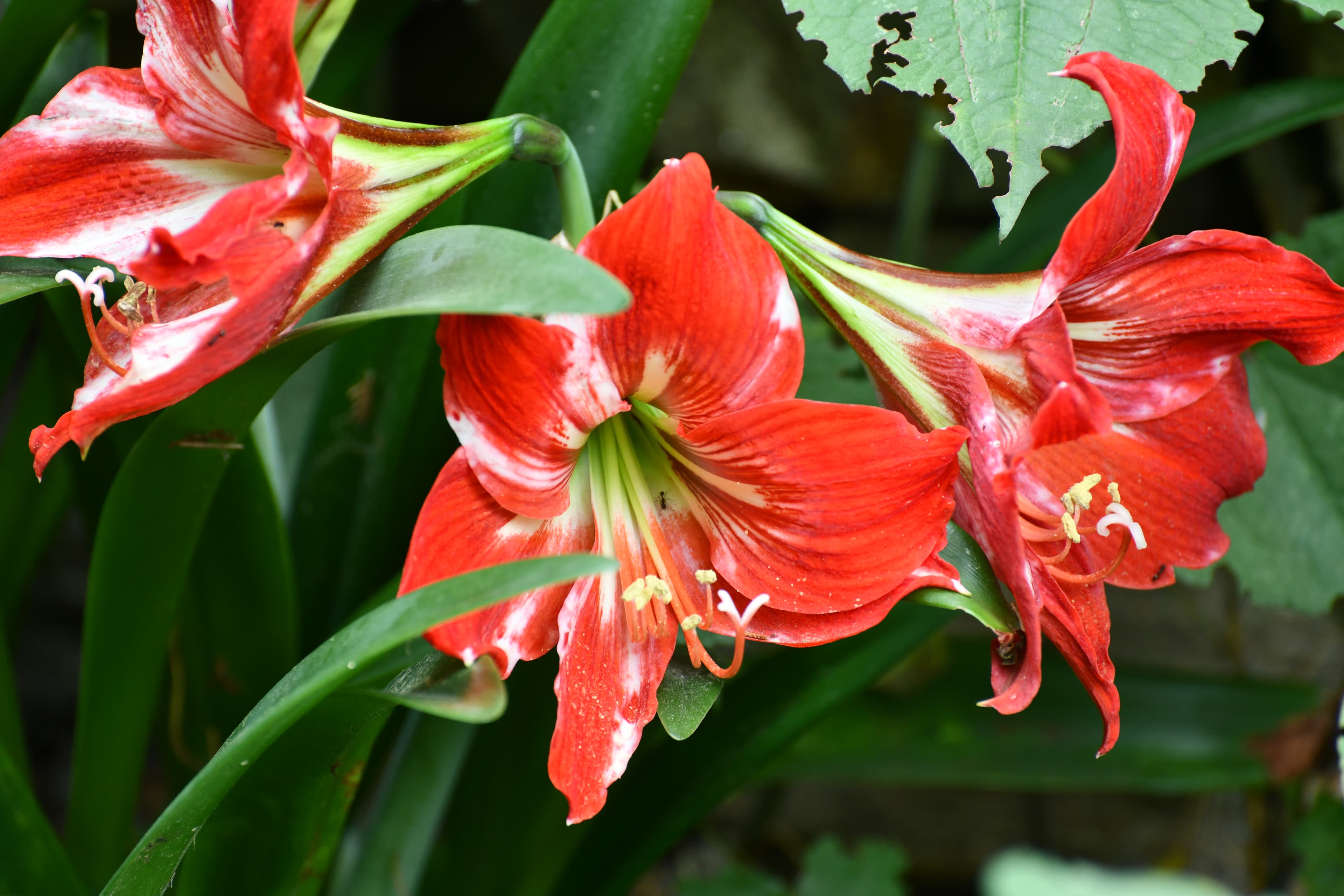 J. Christopher Flowers